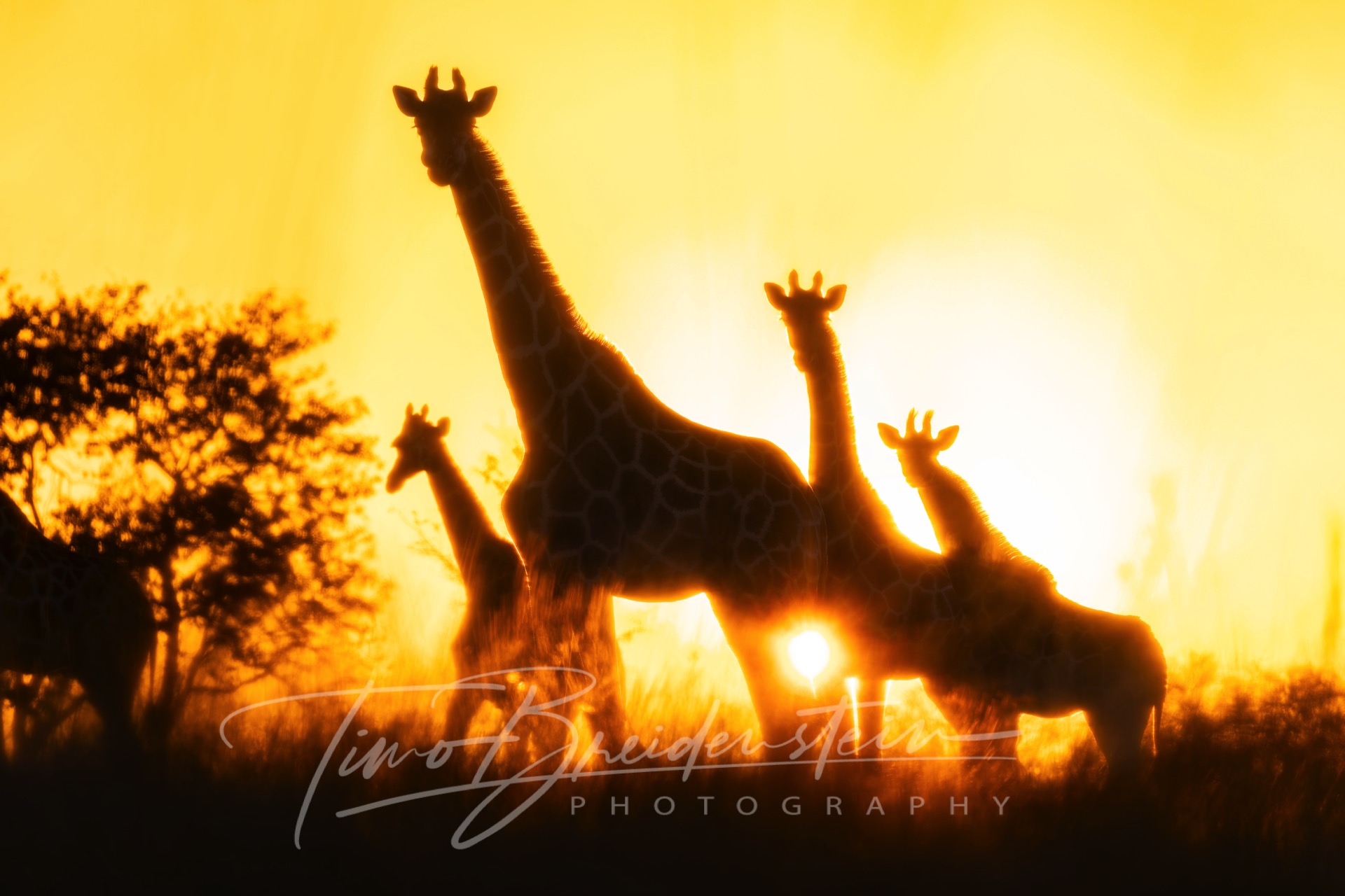 20250625 2N8A9720 Kopie